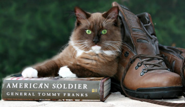 Картинка животные коты шерсть глаза книга ботинки