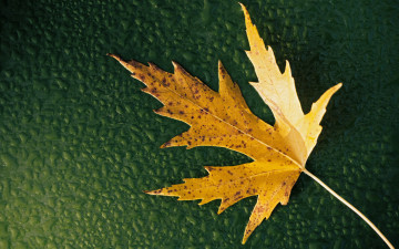 Картинка природа листья лист клен осень