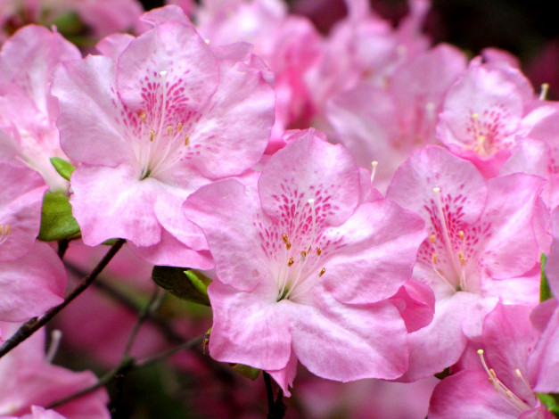 Обои картинки фото цветы, рододендроны, азалии, ветки, розовый