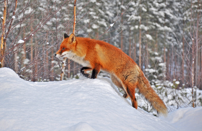 Обои картинки фото животные, лисы, снег, зима, рыжий, хвост