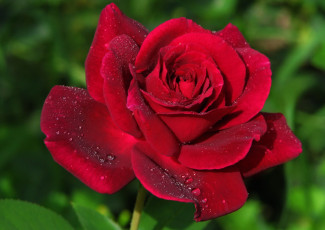 Картинка цветы розы королева