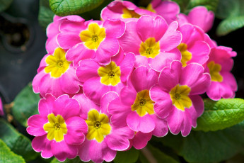 Картинка цветы примулы розовый макро