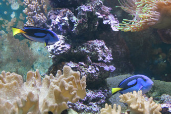 Картинка животные рыбы природа аквариум