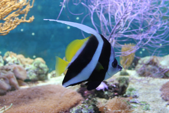 Картинка животные рыбы природа аквариум
