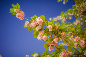 Картинка цветы сакура вишня ветка цветение
