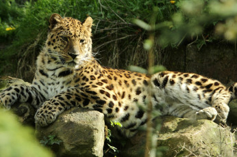 Картинка животные леопарды кошка амурский леопард