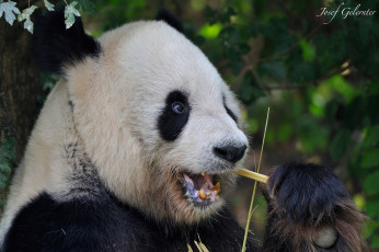 Картинка животные панды голова обед