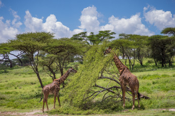 Картинка животные жирафы шея акация обед