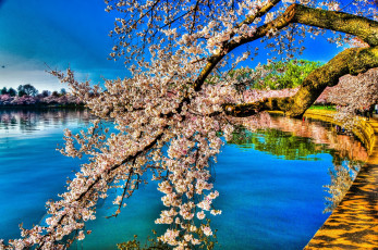 Картинка цветы сакура вишня ветки вода