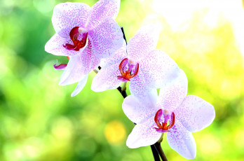 Картинка цветы орхидеи розовый ветка