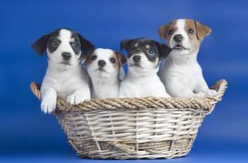 Картинка животные собаки корзинка щенки