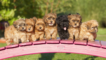 Картинка животные собаки мостик щенки гаванский бишон
