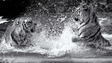 Картинка животные тигры драка вода
