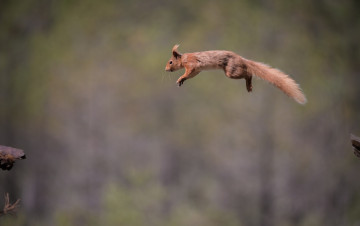 Картинка животные белки прыжок рыжая полёт