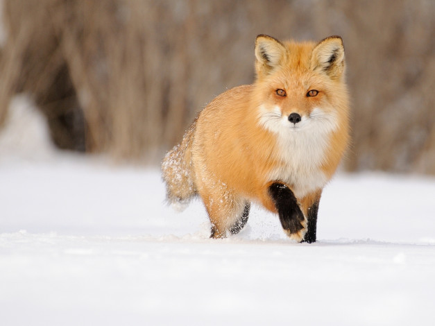 Обои картинки фото животные, лисы, рыжая, снег, зима