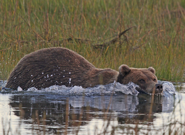Обои картинки фото животные, медведи, аляска, заплыв, кадьяк, бурый, медведь, вода