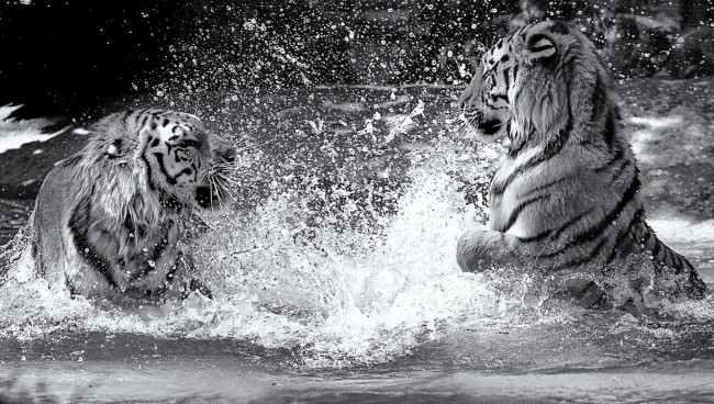 Обои картинки фото животные, тигры, драка, вода