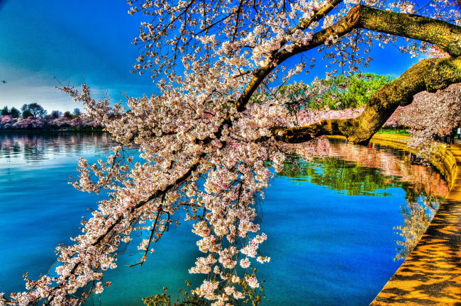 Обои картинки фото цветы, сакура, вишня, ветки, вода