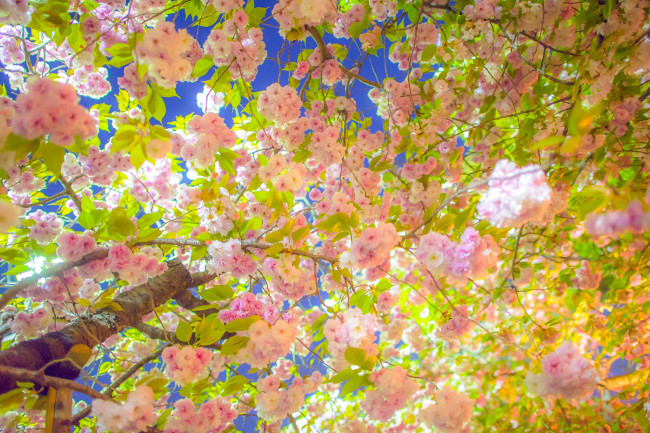 Обои картинки фото цветы, сакура, вишня, дерево, ветки, цветение, весна