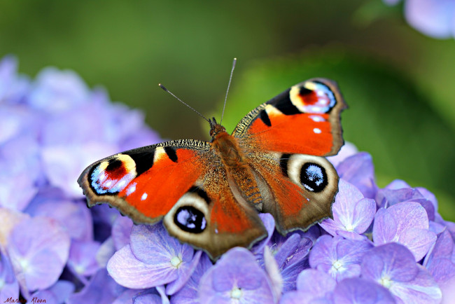 Обои картинки фото животные, бабочки, павлиний, глаз, гортензия