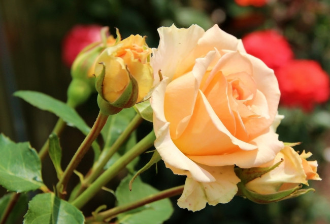 Обои картинки фото цветы, розы, бутон, желтый