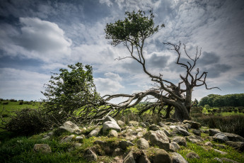 Картинка природа деревья луг камни дерево облака