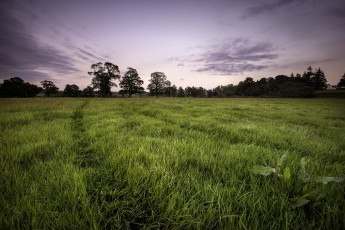 Картинка природа поля поле лес трава