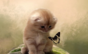 Картинка рисованные животные +коты внимание холм бабочка котенок