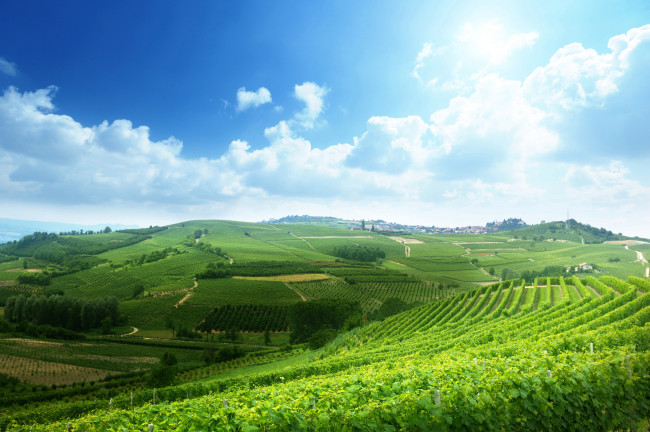 Обои картинки фото природа, поля, виноградники, небо, италия