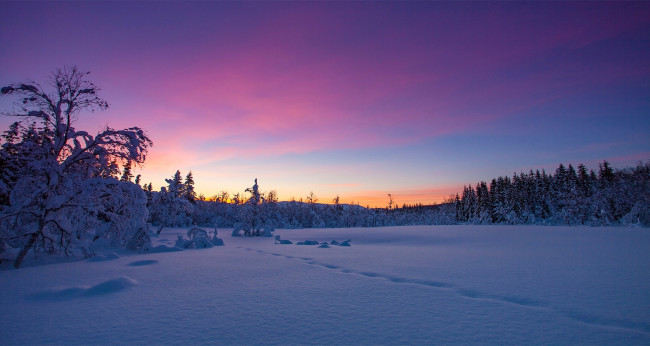 Обои картинки фото природа, зима, снег, норвегия, деревья, закат