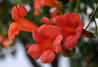 Картинка цветы кампсис+ текома крым флора лиана макро растения красота кампсис лето