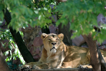 Картинка животные львы кошачьи зоопарк заросли фауна сюжет солнечно зарисовка животный мир природа портрет львица листва