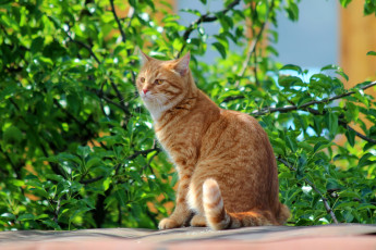 Картинка животные коты лето природа рыжий кот степан стёпка кошки дача
