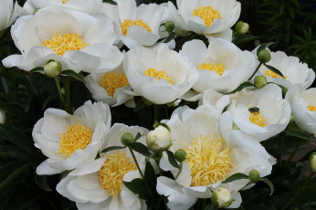 Картинка цветы пионы флора сад псковская очень красиво коллекция огород красота лето июнь