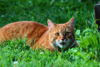 Картинка животные коты кошки кот дача стёпка степан рыжий природа питомцы лето