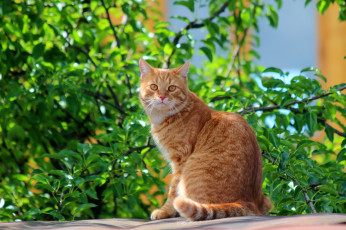 Картинка животные коты стёпка степан дача рыжий кот питомцы лето кошки
