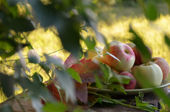 Картинка еда Яблоки яблоки сад лето август