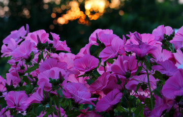 Картинка цветы лаватера природа лето дача вечер красота закат цветение