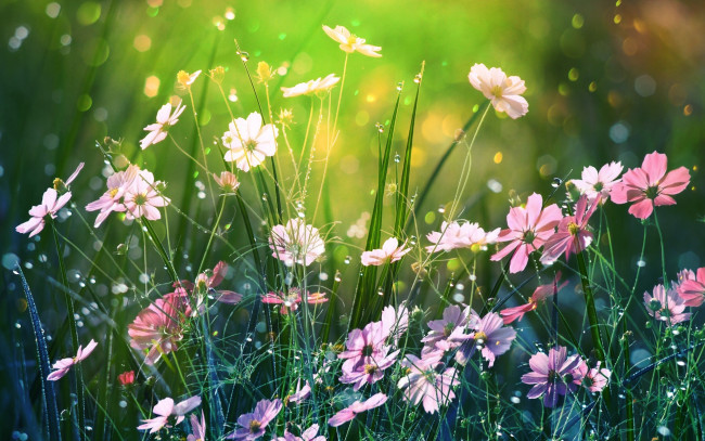 Обои картинки фото цветы, космея, боке, природа, лето, by, dashakern
