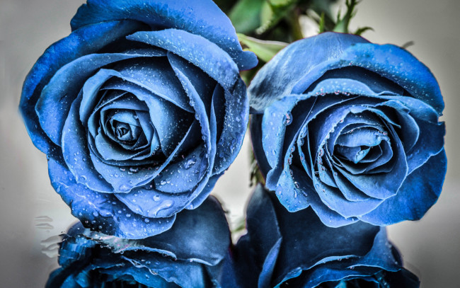 Обои картинки фото цветы, розы, капли, вода, by, dashakern