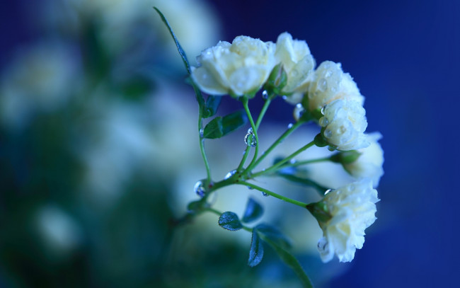 Обои картинки фото цветы, розы, синий, макро, капли, вода, листья, зелень, лепестки, ветка, цвет, роса, белые, стебель