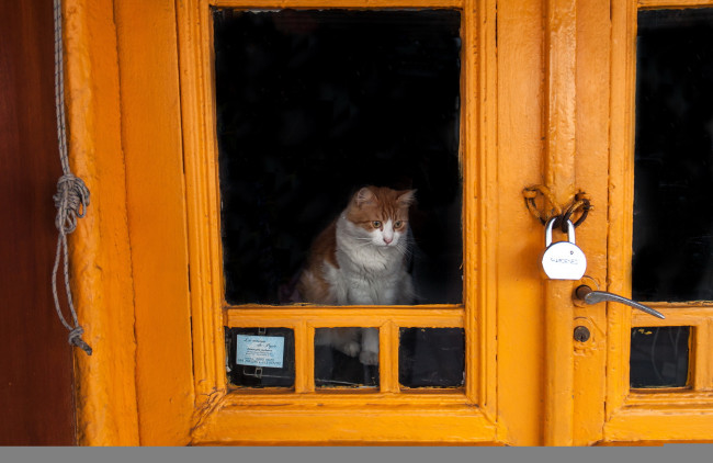 Обои картинки фото животные, коты, кошка, дверь, замок