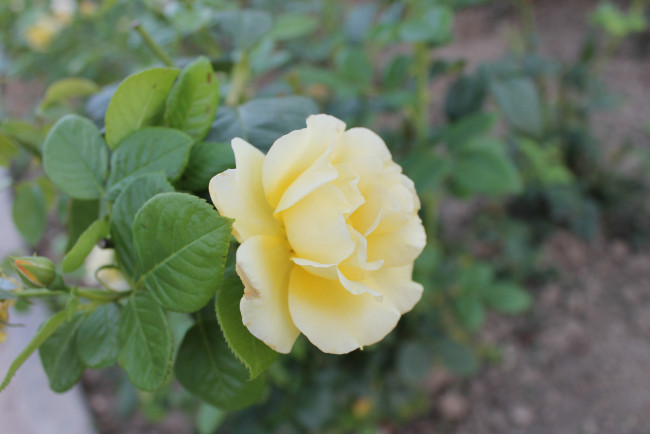 Обои картинки фото желтая роза, цветы, розы, цветок, желтая, роза