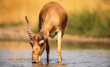 Картинка сайгак животные антилопы река антилопа водопой