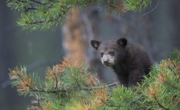 Картинка животные медведи медвежонок ветки