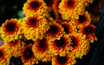 Картинка цветы хризантемы желтые