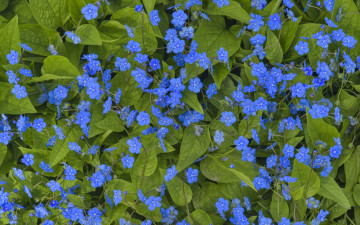 обоя цветы, незабудки, листья, синие