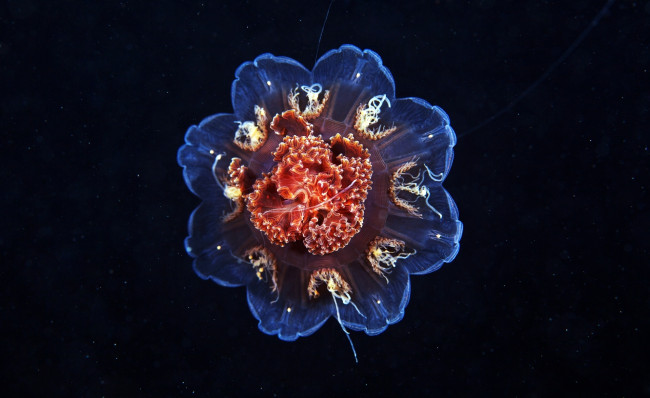 Обои картинки фото животные, медузы, цианея, медуза