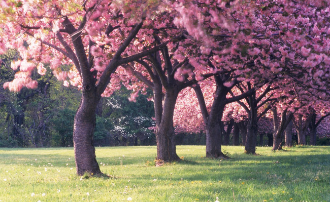 Обои картинки фото цветы, цветущие деревья ,  кустарники, деревья, весна, цветение, трава