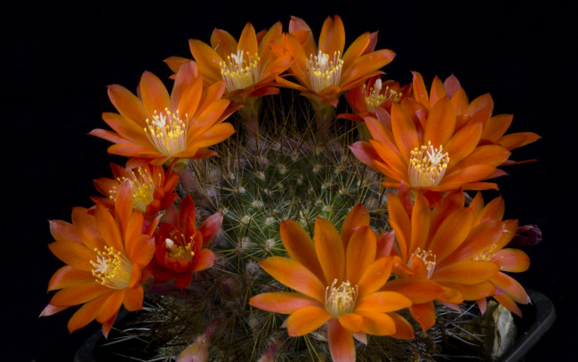 Обои картинки фото цветы, кактусы, колючки, оранжевые, цветущий, кактус